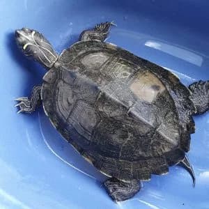 Julie, mixed breed for adoption at Schildpaddenopvang Faunawatch