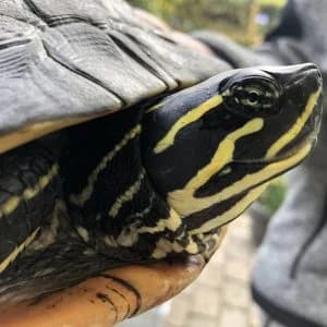 Marie, mixed breed for adoption at Schildpaddenopvang Faunawatch