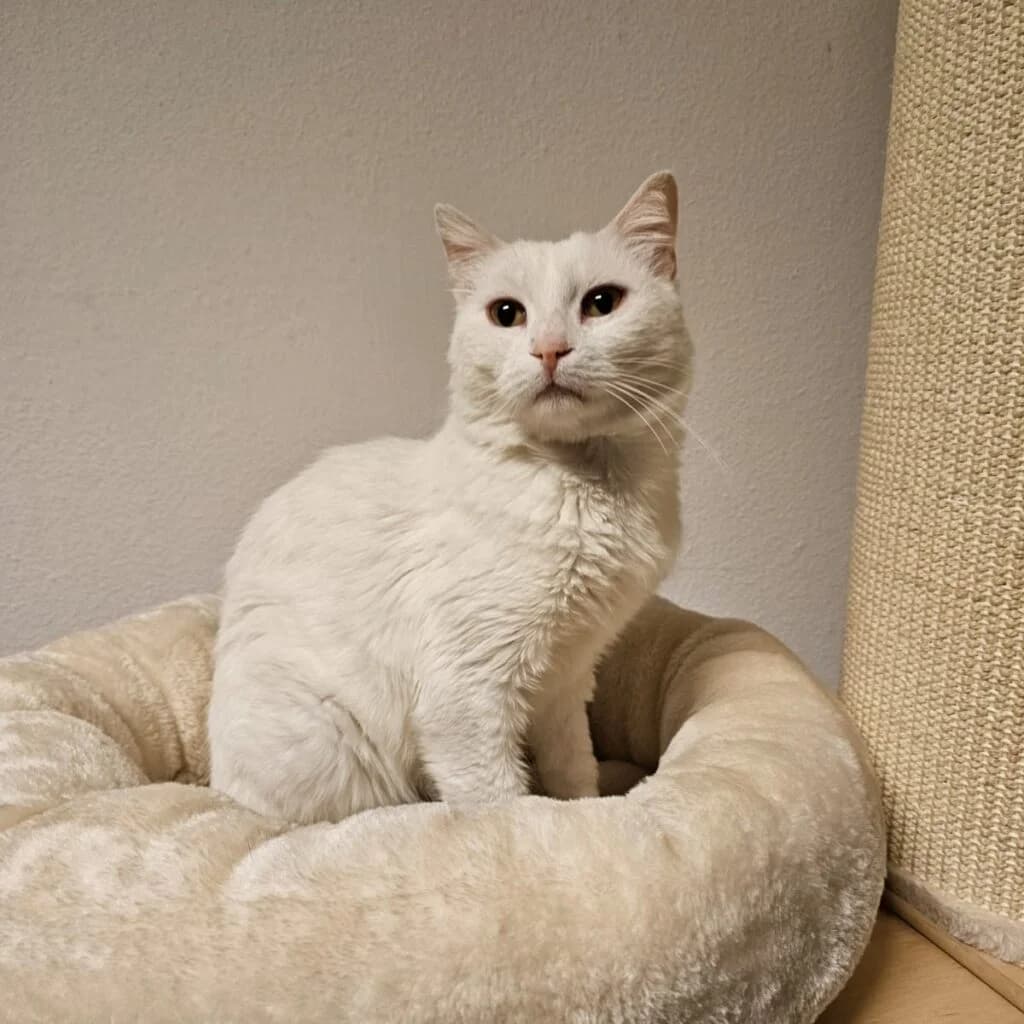 Inci, female 3yo Mixed Breed for adoption at Stichting Feyzanimalove