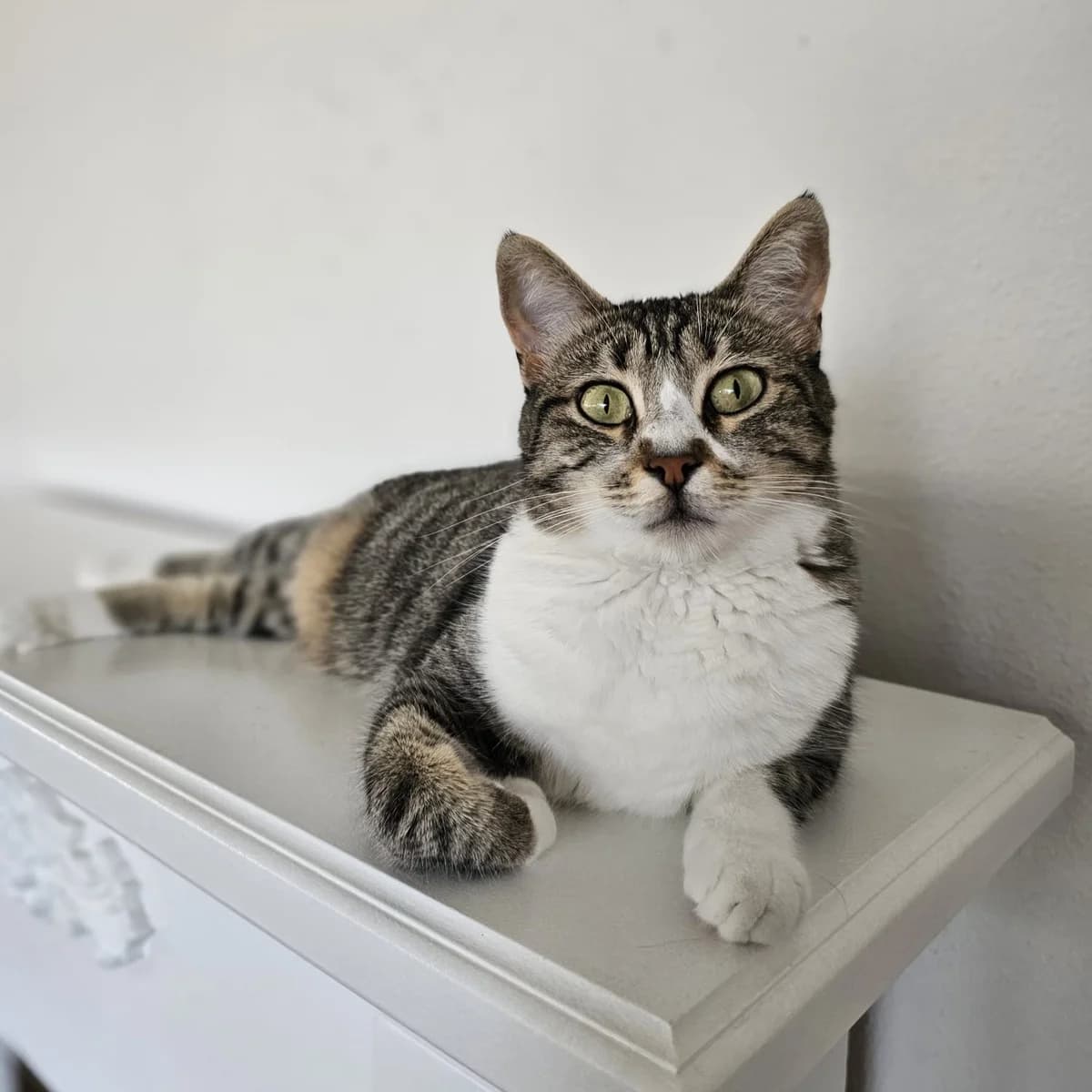 Prenses, female 3yo Mixed Breed for adoption at Stichting Feyzanimalove