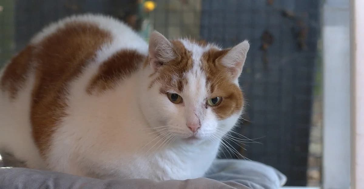 Yoda, male senior Mixed Breed for adoption at Flappus