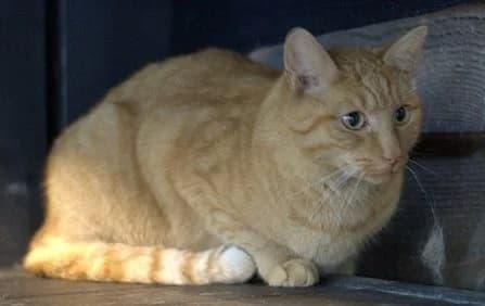 Teddy, male Mixed Breed for adoption at Flappus