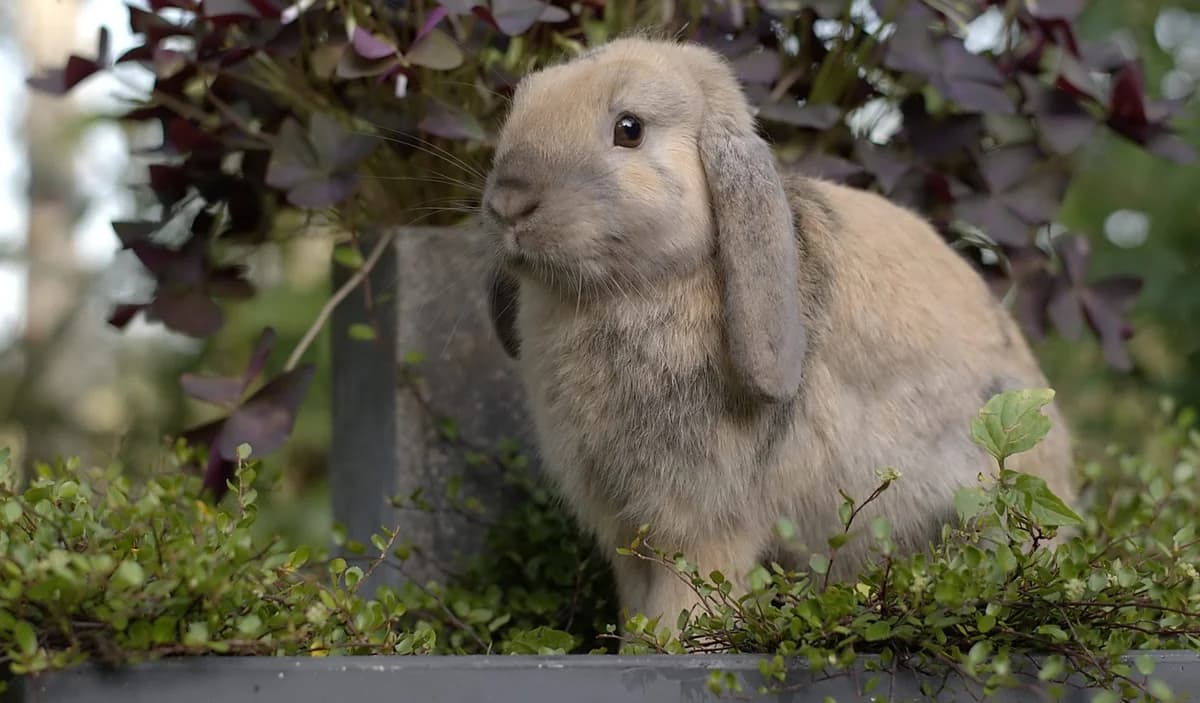 Philippe-, female Mixed Breed for adoption at Flappus