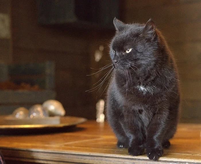 Black, male Mixed Breed for adoption at Flappus
