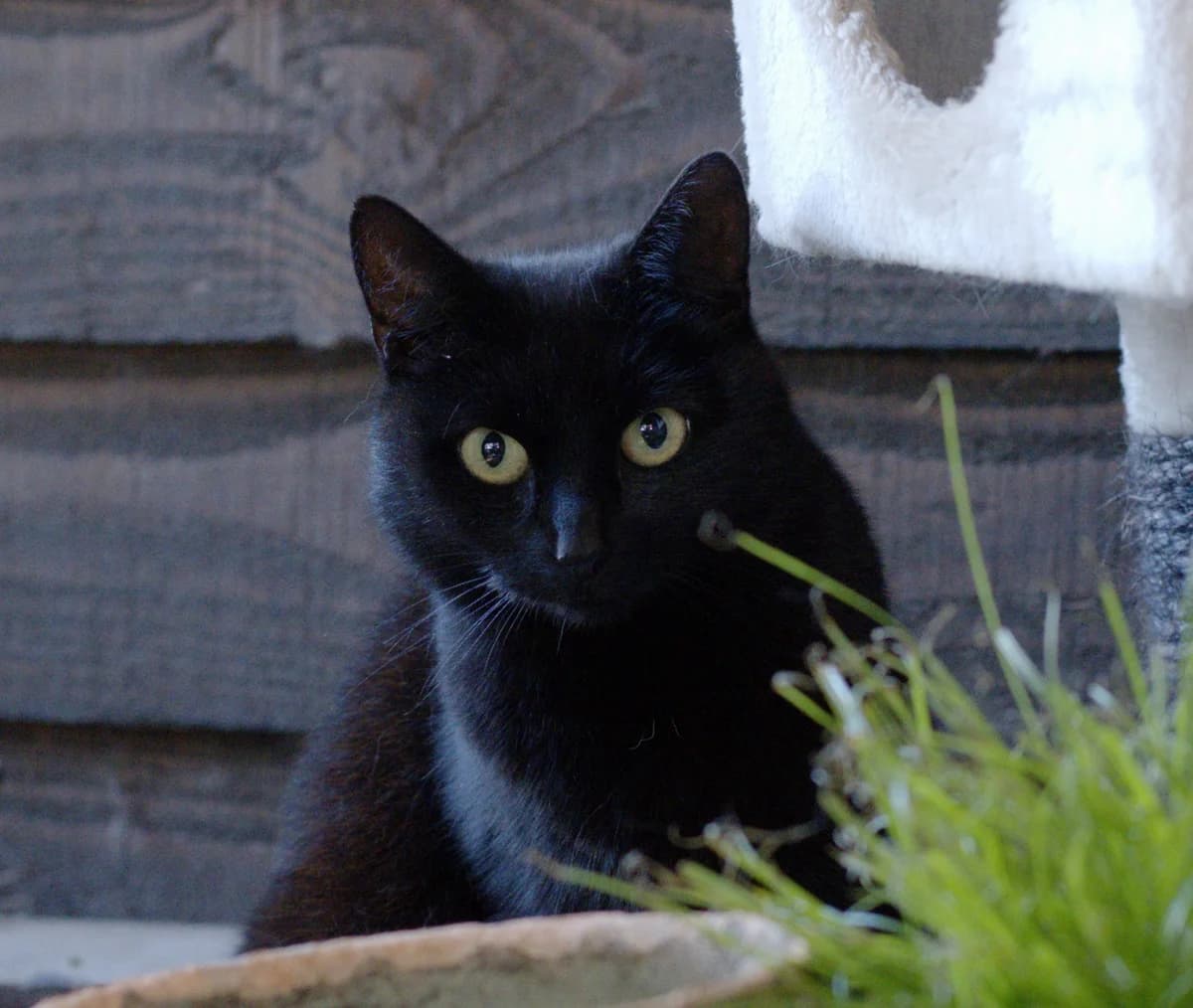 Merci, 4yo Mixed Breed for adoption at Flappus