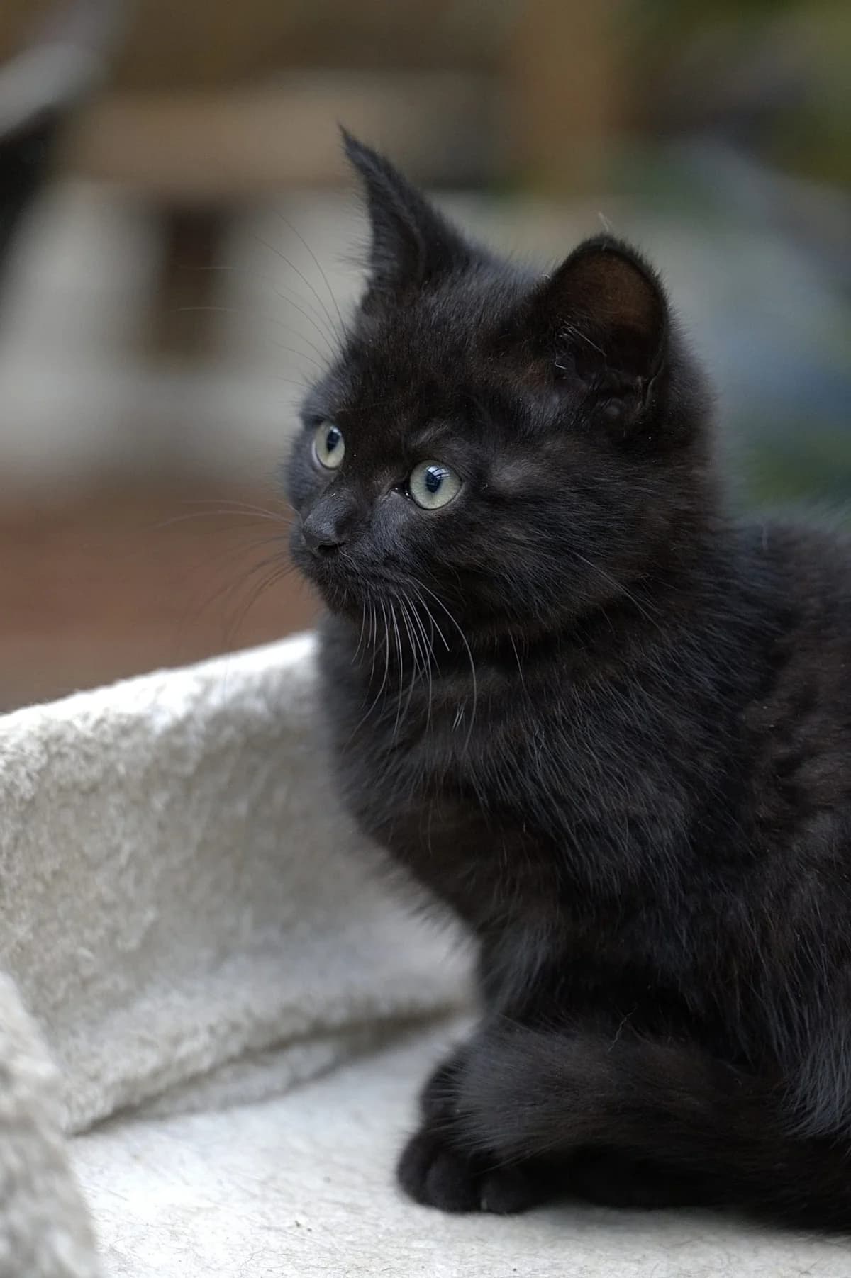 Black-16690, male Mixed Breed for adoption at Flappus
