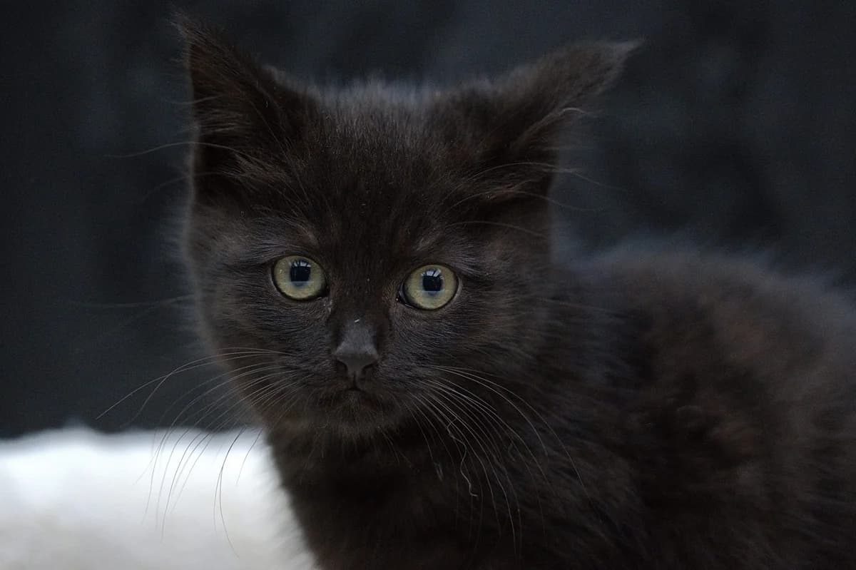 Beauty-16691, zwart male puppy Mixed Breed for adoption at Flappus