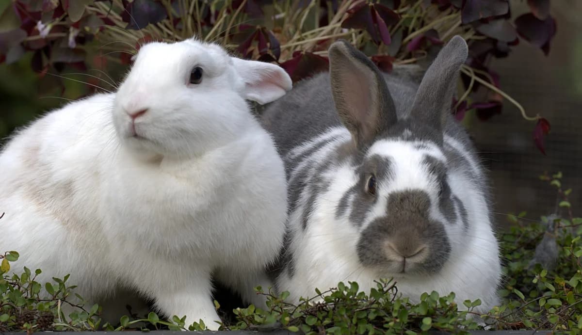 Grijsje-16561 & Sterre-16562 (Senior), 3yo Mixed Breed for adoption at Flappus