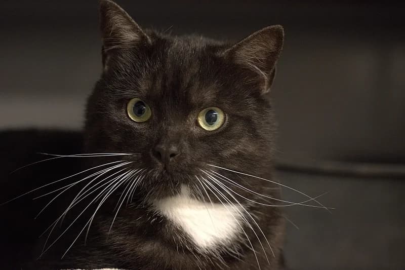 Benjamin, male Mixed Breed for adoption at Flappus