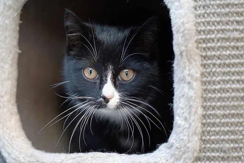 Oreo-17002, female Mixed Breed for adoption at Flappus