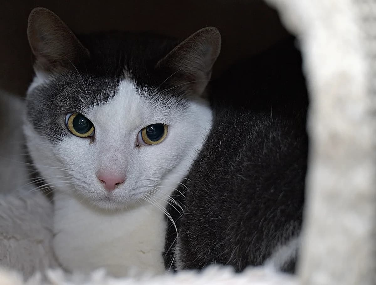 Scar, male Mixed Breed for adoption at Flappus