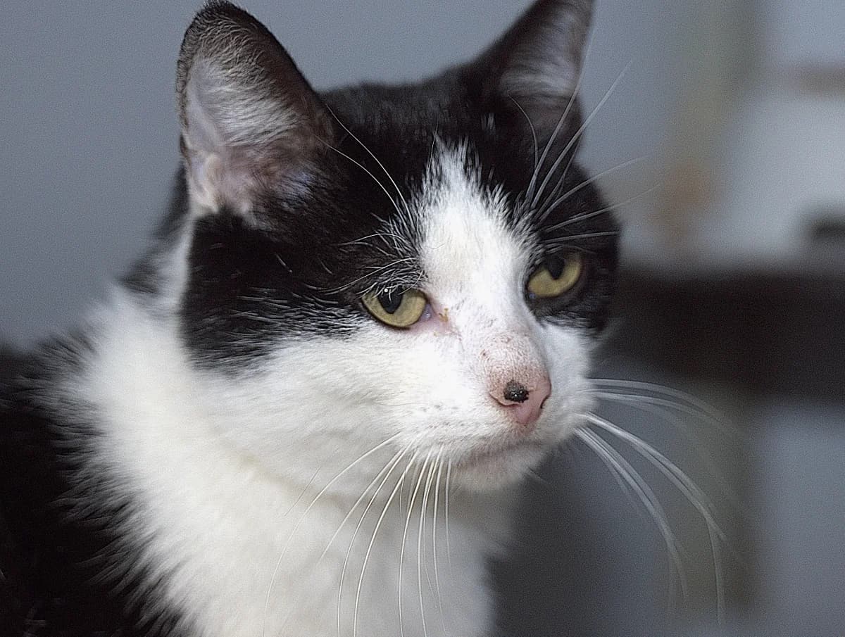 Tommie, male 5yo Mixed Breed for adoption at Flappus