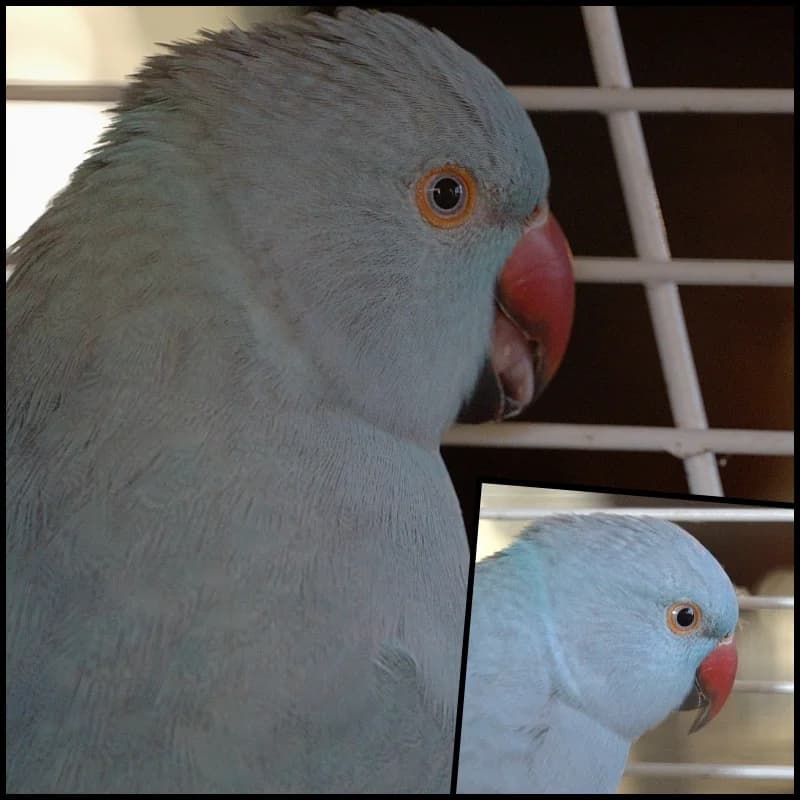 Blue-17310, 3yo Mixed Breed for adoption at Flappus