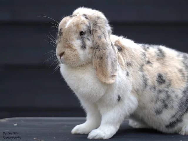 Asja-, 4yo Mixed Breed for adoption at Flappus
