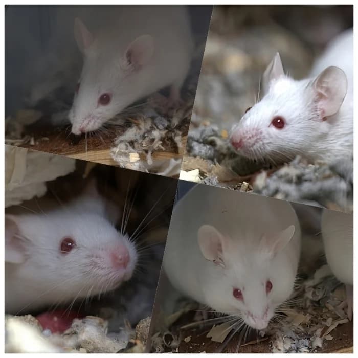 Bel, Marie, Claartje, Mora, Master, Carla en Gerry, 5yo Mixed Breed for adoption at Flappus