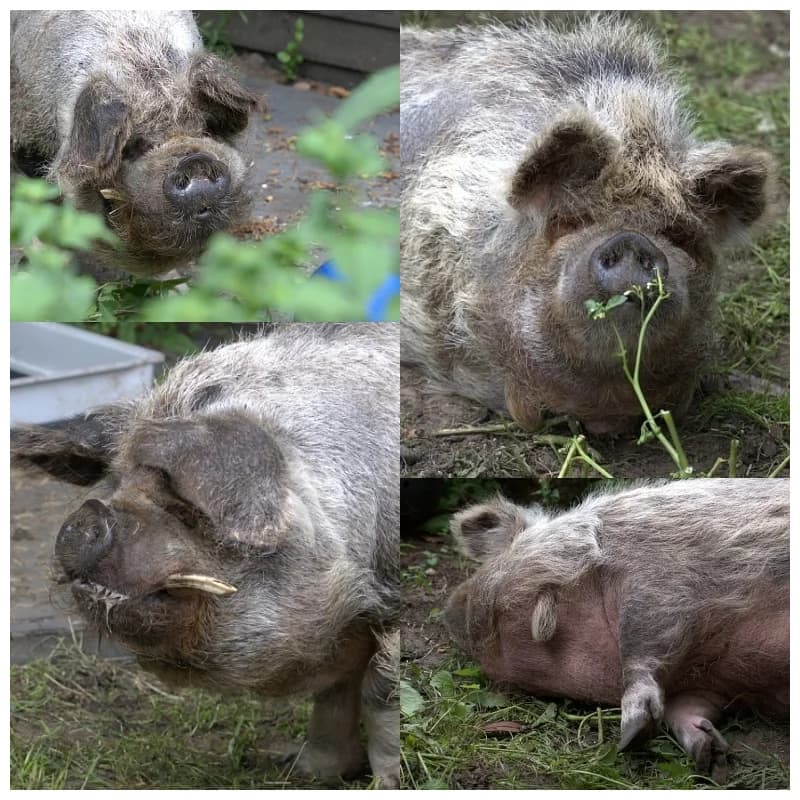 Derk en Miep, senior Mixed Breed for adoption at Flappus