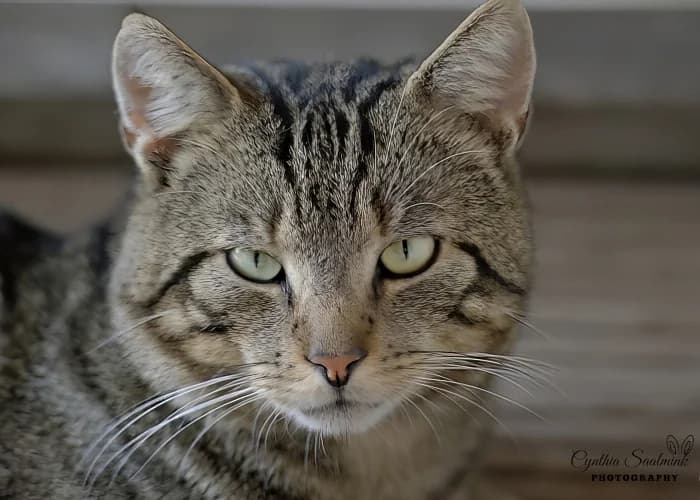 Jax, male 3yo Mixed Breed for adoption at Flappus