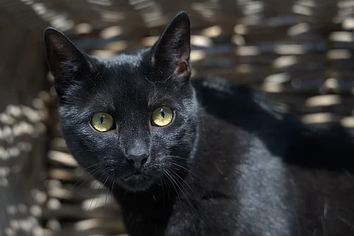 Koos, male 3yo Mixed Breed for adoption at Flappus