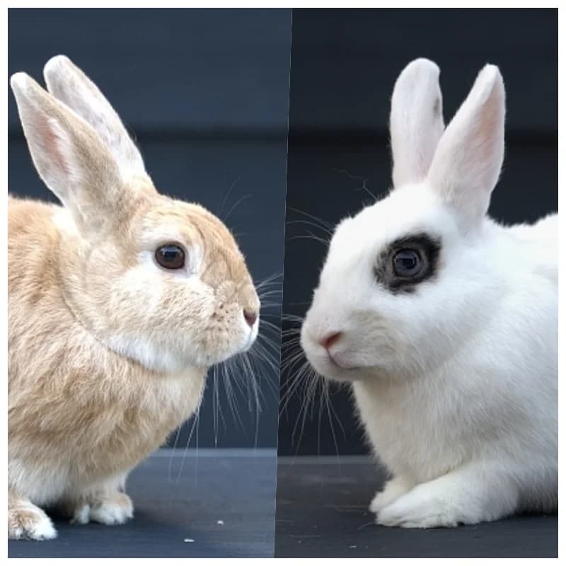 Bram-19319 & Phoebe-19318 (Senioren), 6yo Mixed Breed for adoption at Flappus