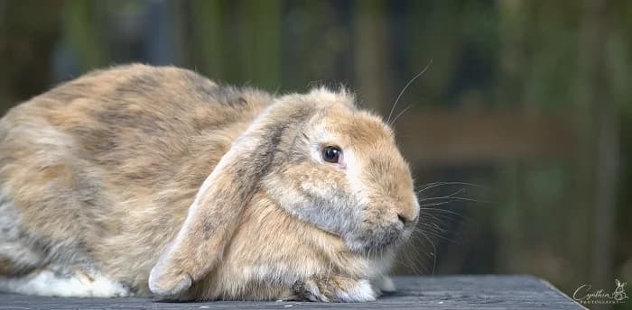 Coco-19570, male Mixed Breed for adoption at Flappus