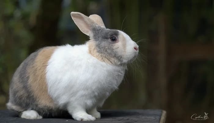 Bobbie-20023 (Senior), 6yo Mixed Breed for adoption at Flappus