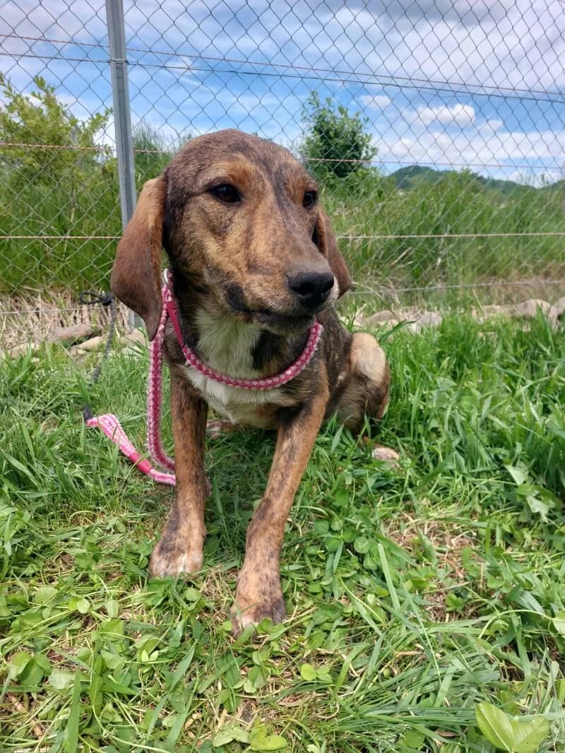 BAILEY, young Mixed Breed for adoption at Stichting Friends4Straydogs, —