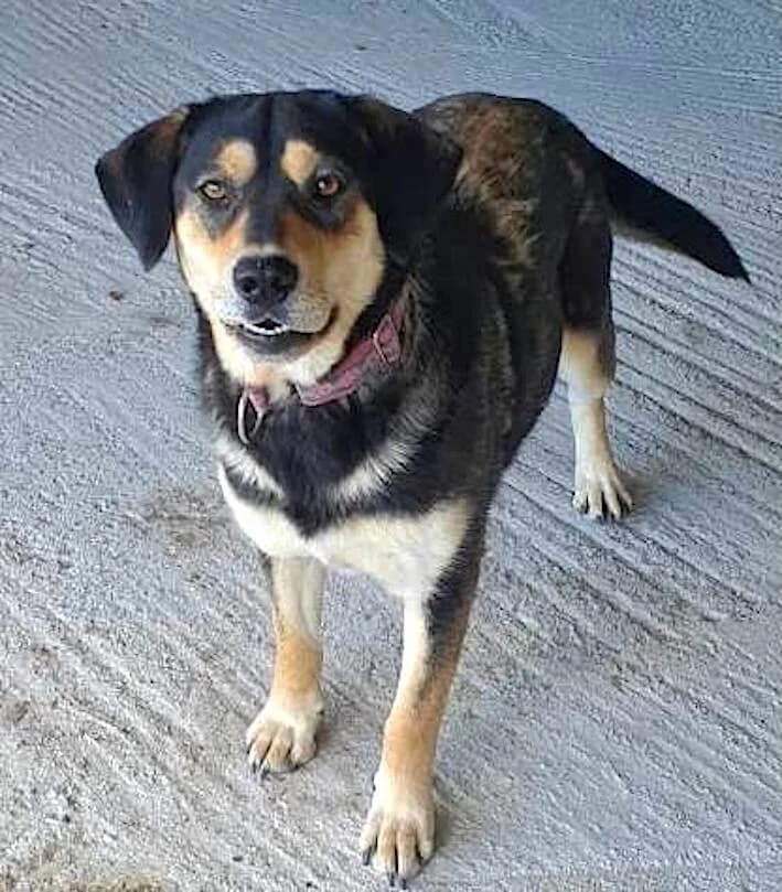 Bella, 4yo Mixed Breed for adoption at Stichting Friends4Straydogs, —
