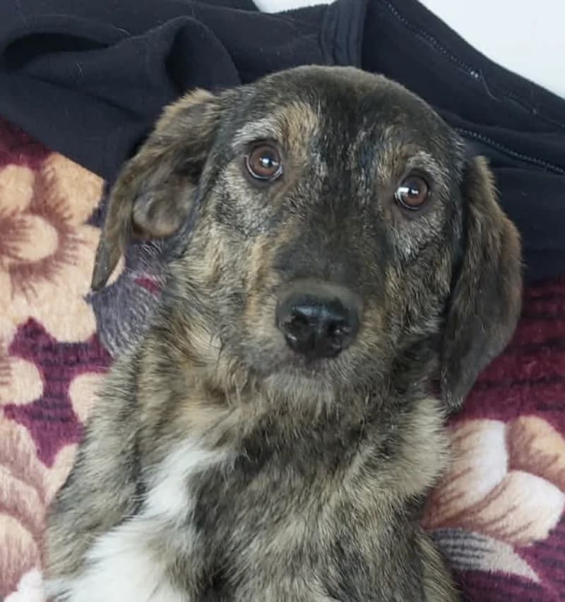 BIBI, young Mixed Breed for adoption at Stichting Friends4Straydogs, —