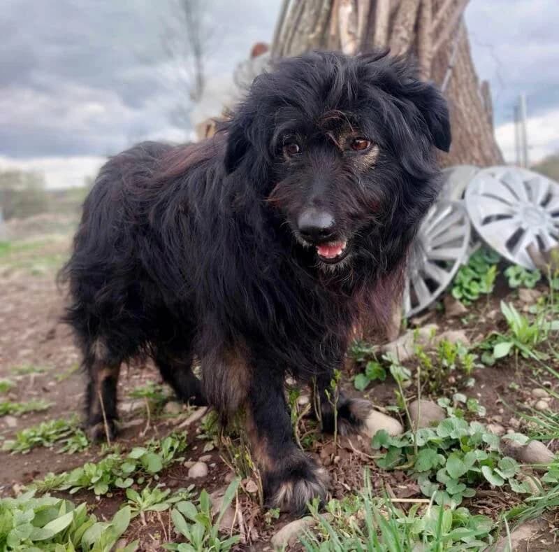 Black, senior Mixed Breed for adoption at Stichting Friends4Straydogs, —