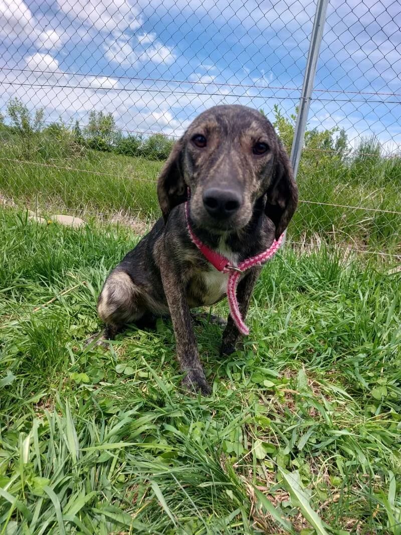 BONNY, young Mixed Breed for adoption at Stichting Friends4Straydogs, —