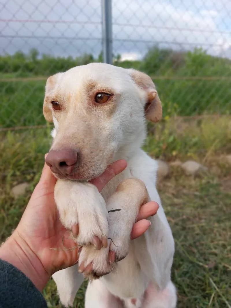 Chester, 4yo Mixed Breed for adoption at Stichting Friends4Straydogs, —