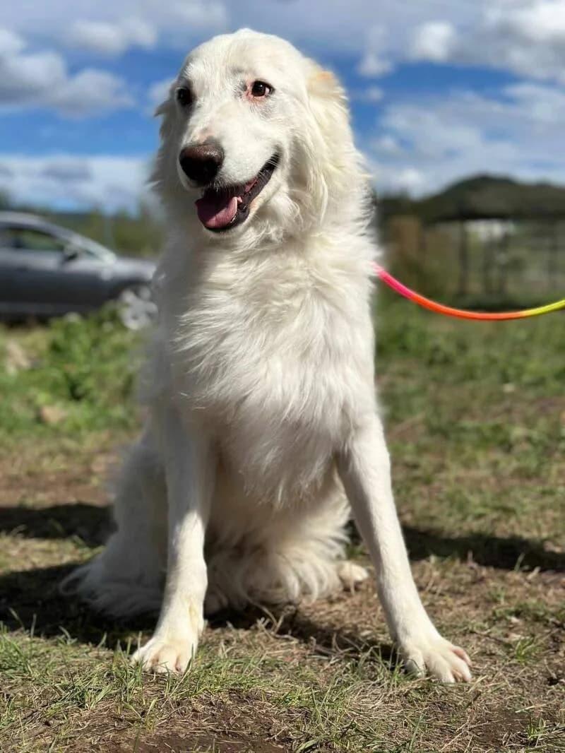 Cocos, 4yo Mixed Breed for adoption at Stichting Friends4Straydogs, —