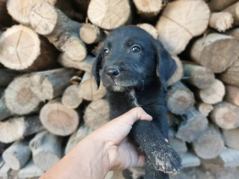 EDDY, puppy Mixed Breed for adoption at Stichting Friends4Straydogs, —