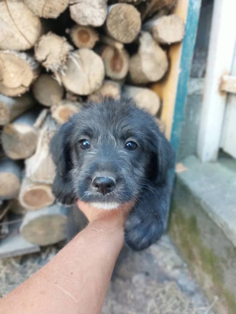 ELZA, puppy Mixed Breed for adoption at Stichting Friends4Straydogs, —