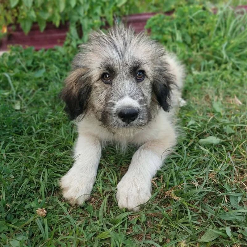 LANA, puppy Mixed Breed for adoption at Stichting Friends4Straydogs, —