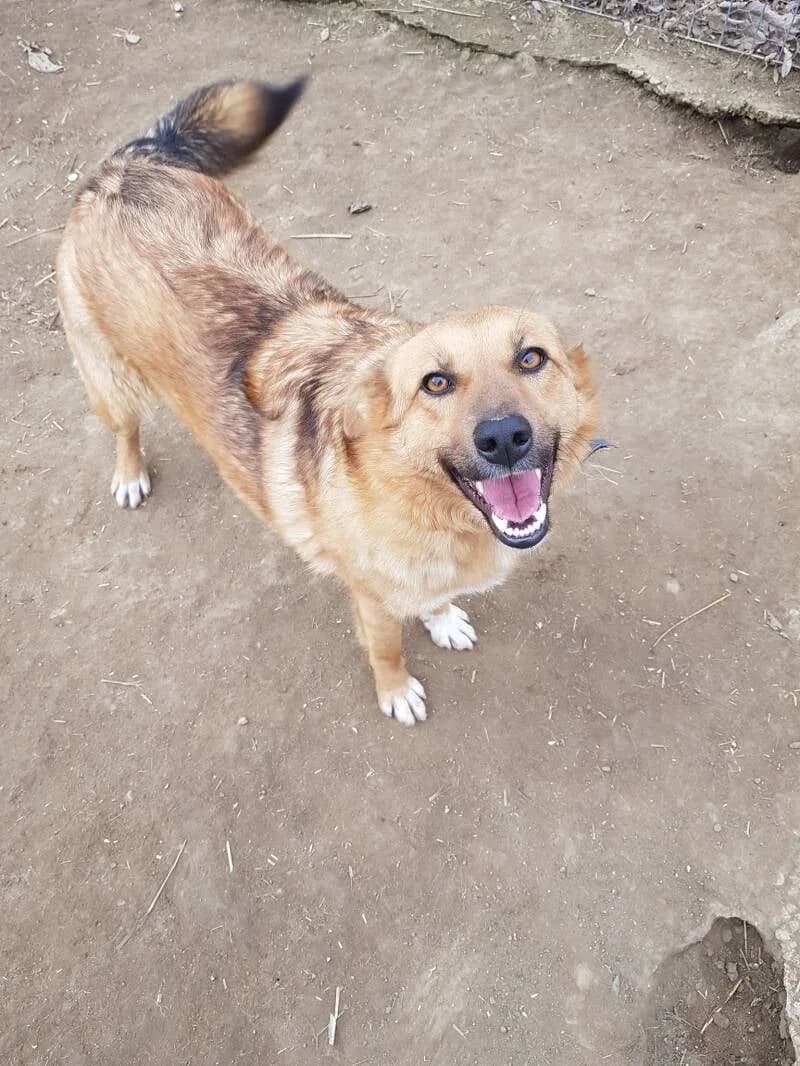 Murphy, 4yo Mixed Breed for adoption at Stichting Friends4Straydogs, —
