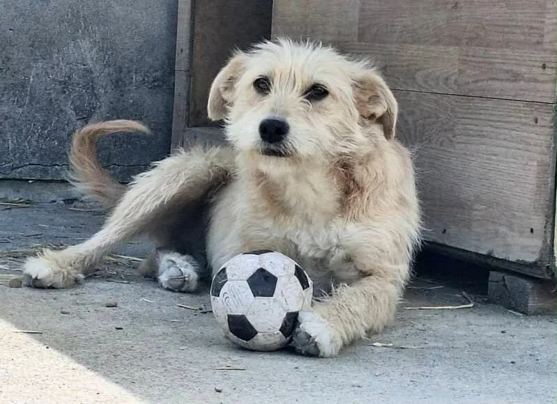 MILLI & LILLIKleine middelmaat, young Mixed Breed for adoption at Stichting Friends4Straydogs, —