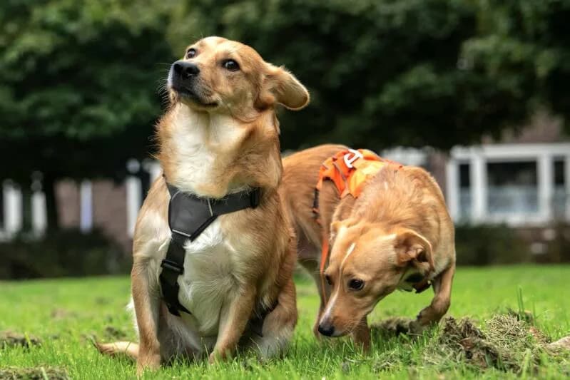 Patrick & Lusy, male 4yo Mixed Breed for adoption at Stichting Friends4Straydogs, —