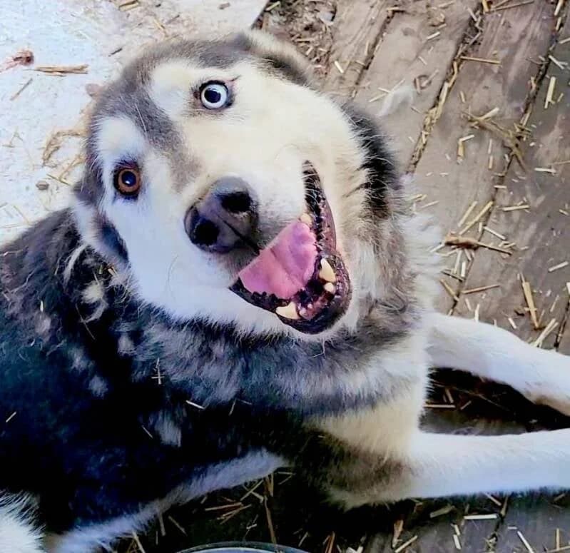 RUDY, senior Mixed Breed for adoption at Stichting Friends4Straydogs, —