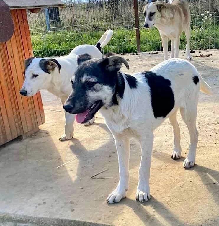 Soof, young Mixed Breed for adoption at Stichting Friends4Straydogs, —