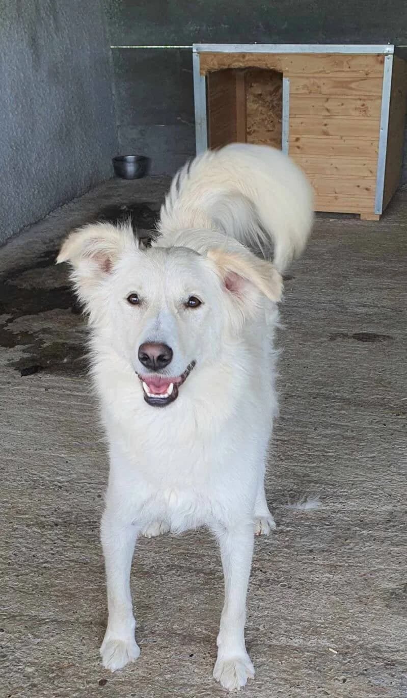 Stella, female 3yo Mixed Breed for adoption at Stichting Friends4Straydogs, —