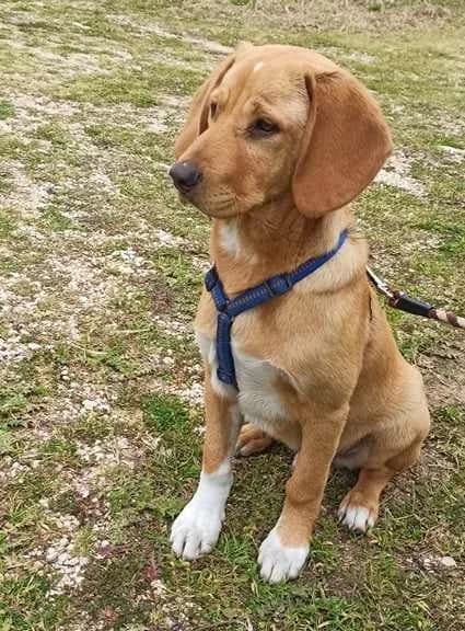 Buscuit, male 5yo Mixed Breed for adoption at Stichting FTS - Paws of Greece, NL-wide