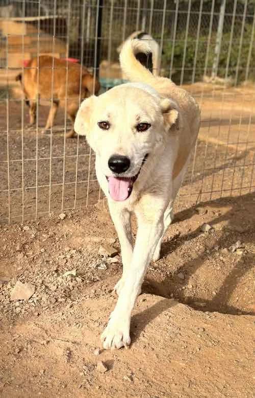 Carlos, male 6yo Mixed Breed for adoption at Stichting FTS - Paws of Greece, NL-wide