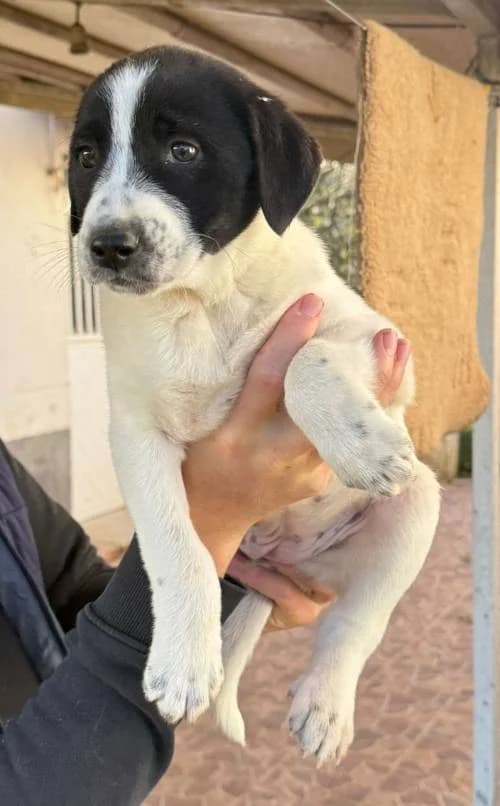 Chrystal, zwart female young Mixed Breed for adoption at Stichting FTS - Paws of Greece, NL-wide