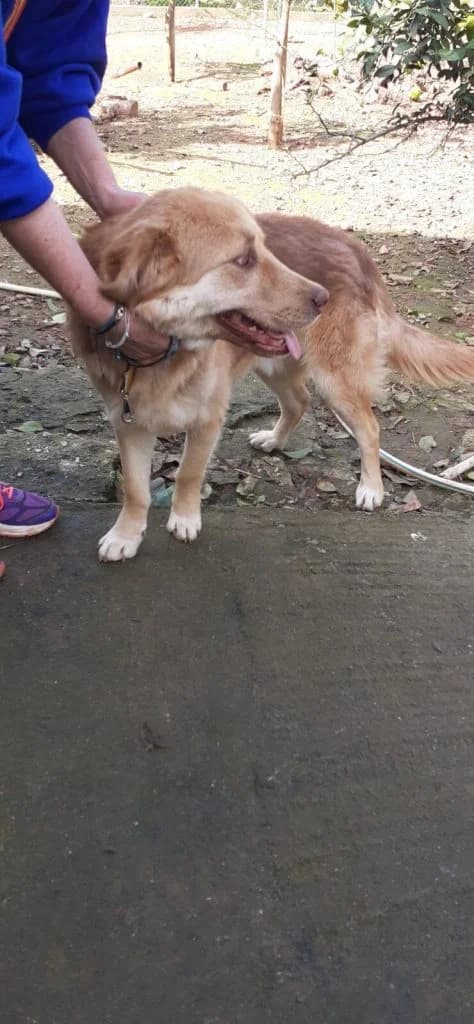 Dias, male senior Mixed Breed for adoption at Stichting FTS - Paws of Greece, NL-wide