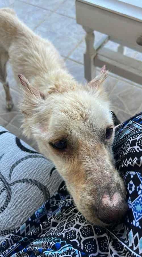 Fawna, female 5yo Mixed Breed for adoption at Stichting FTS - Paws of Greece, NL-wide