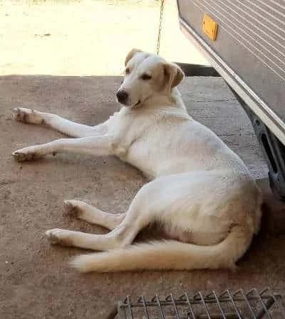 Helias, male 5yo Mixed Breed for adoption at Stichting FTS - Paws of Greece, NL-wide