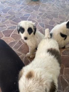 Kuri, female Mixed Breed for adoption at Stichting FTS - Paws of Greece, NL-wide