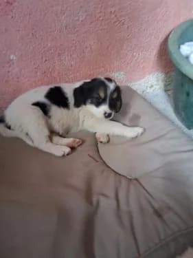 Musquee, male Mixed Breed for adoption at Stichting FTS - Paws of Greece, NL-wide
