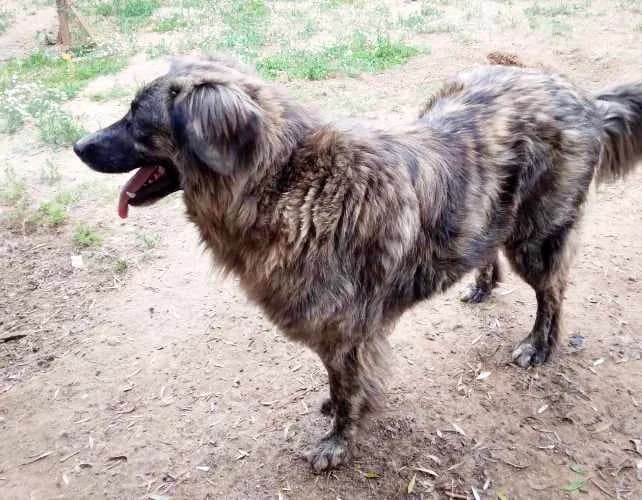 Pella, female 4yo Mixed Breed for adoption at Stichting FTS - Paws of Greece, NL-wide